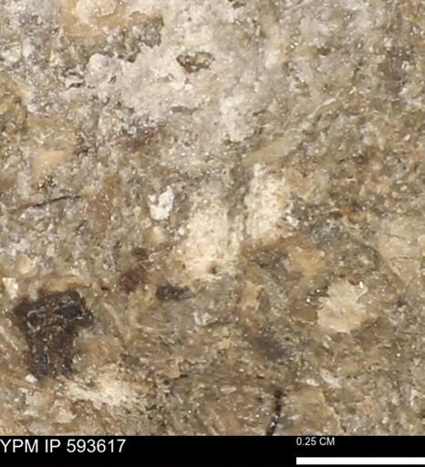 undet. Mollusca