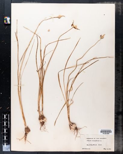 Allium canadense