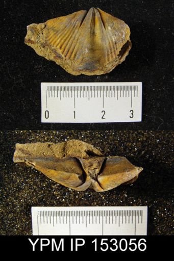 Spirifer subcuspidatus