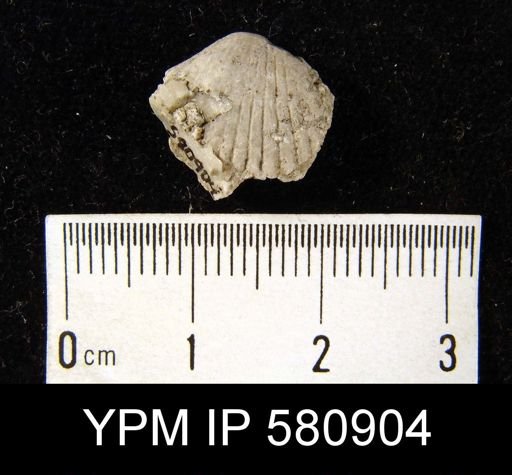 undet. Rhynchonellida