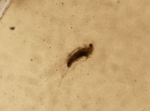 Daphnia pulex