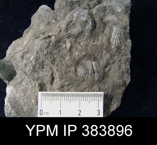 Spirifer concinnus