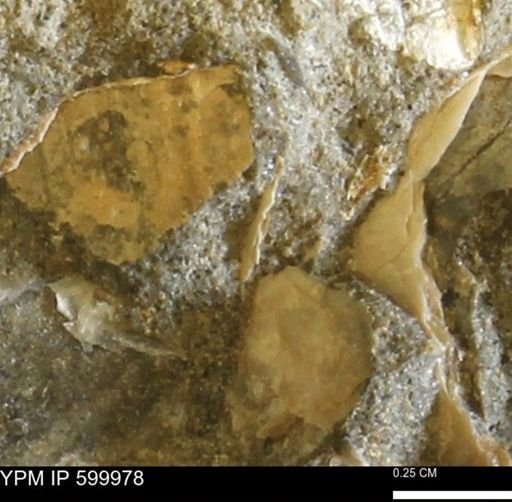 undet. Bivalvia