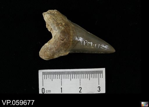 Cretoxyrhina mantelli