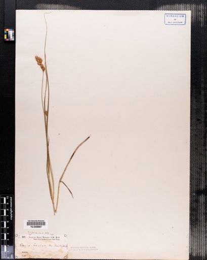 Carex
