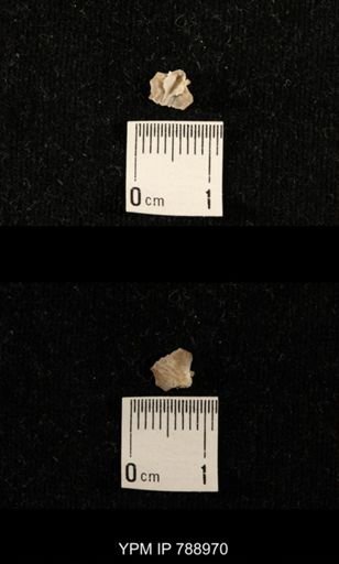 undet. Brachiopoda