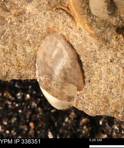 Protocardia subquadrata
