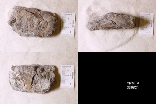Scaphites whitfieldi