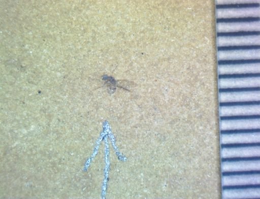 undet. Diptera