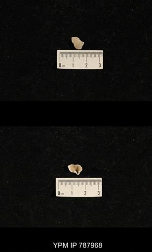 Brachiopoda