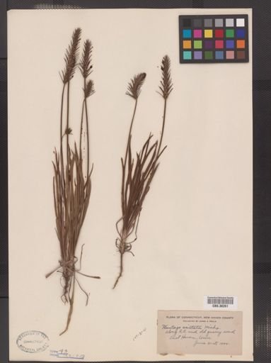 Plantago aristata