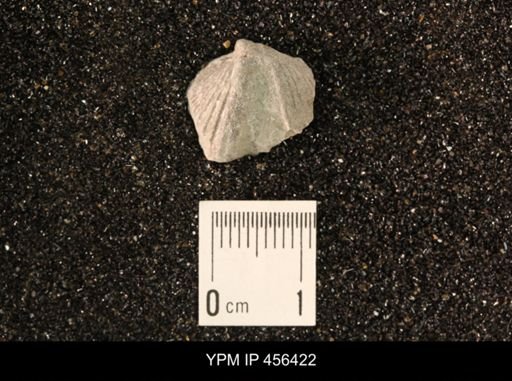 Platystrophia biforata