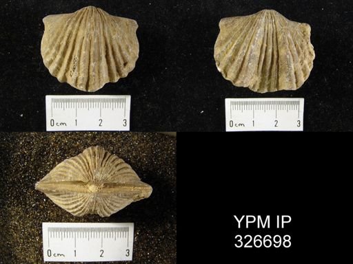 Platystrophia lynx