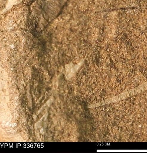 undet. Bivalvia