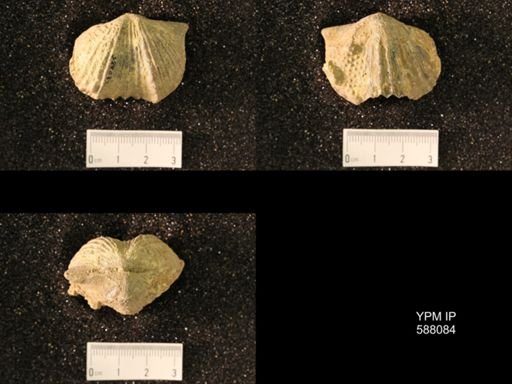 Platystrophia lynx