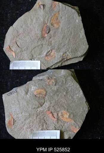 undet. Porifera