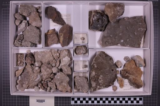 mixed taxa, stratigraphic collection