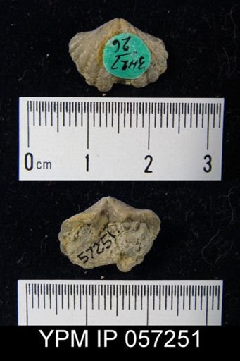 Spirifer cyclopterus