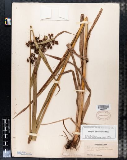 Scirpus atrovirens