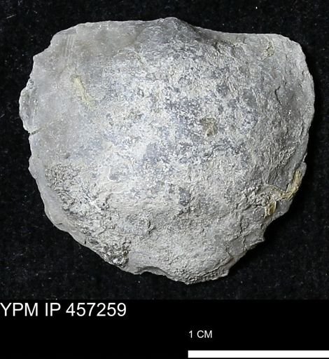 Pholidostrophia iowaensis