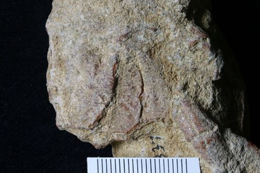 Pacifastacus chenoderma