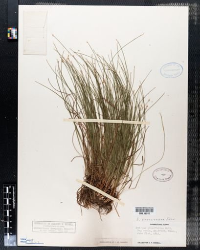 Scirpus planifolius