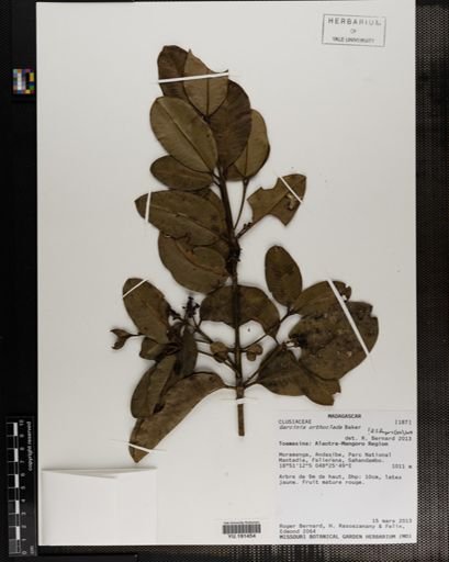 Plantae