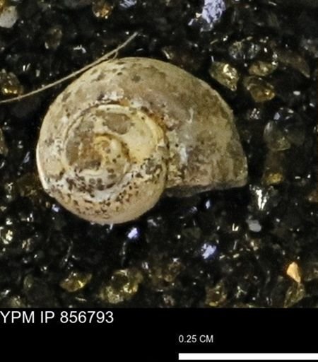 Euspira sp.