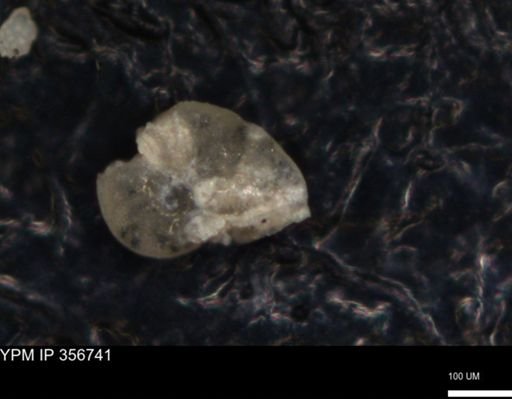undet. Foraminiferida