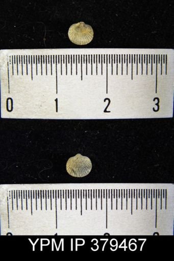 undet. Brachiopoda