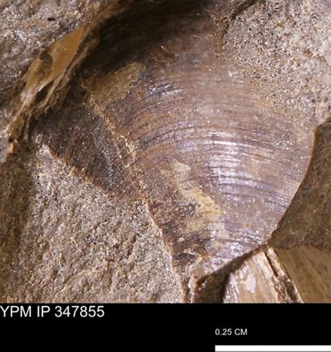 Limopsis striatopunctatus