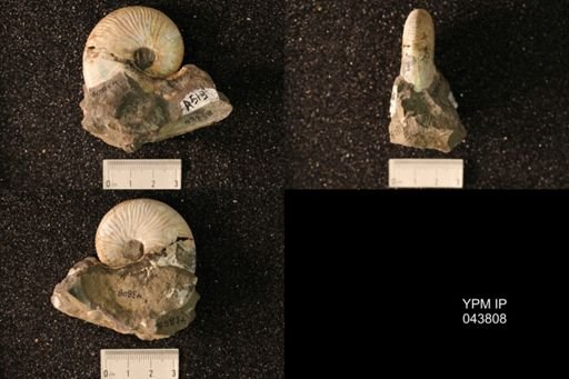 Hoploscaphites nicolletii