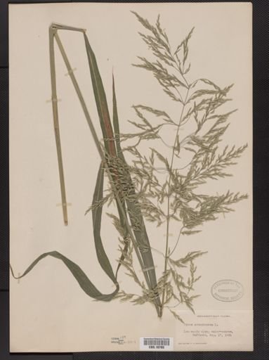 Cinna arundinacea