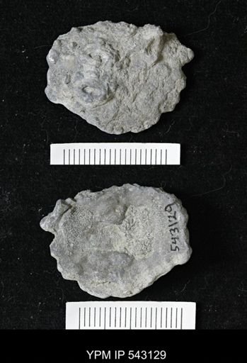 Megistocrinus sp.