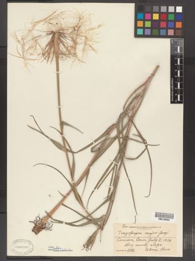 Tragopogon major