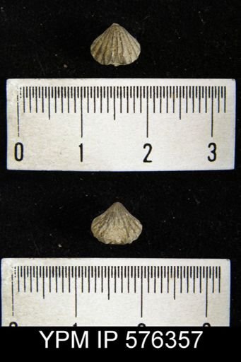 Camarotoechia neglecta