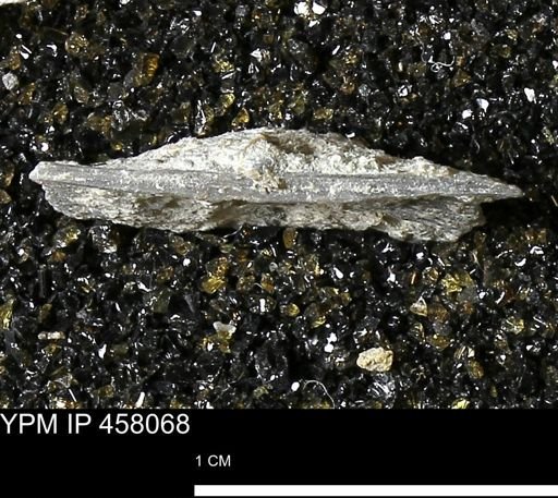 Strophodonta sp.