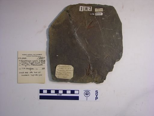 Harpedactylus? gracilior