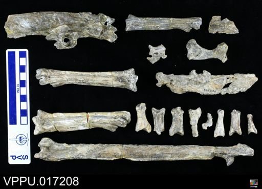 Hesperornis chowi