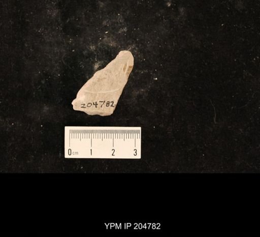 Lemmatophora minuta