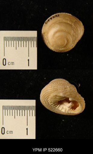 Clanculus sp.