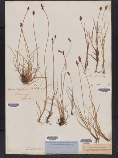 Carex