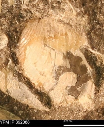 Protocardia sp.