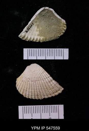 Scapharca transversa
