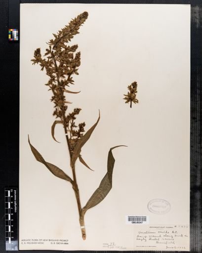 Veratrum viride
