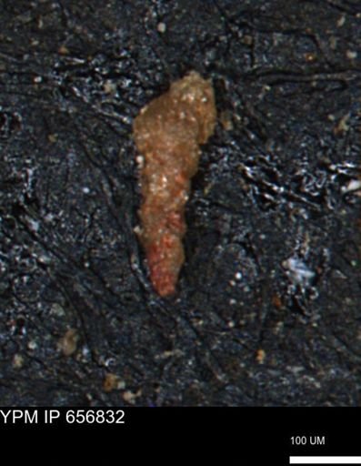Verneuilinoides kansasensis