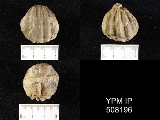 Meekella sp.