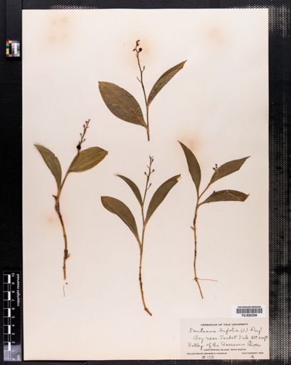 Maianthemum