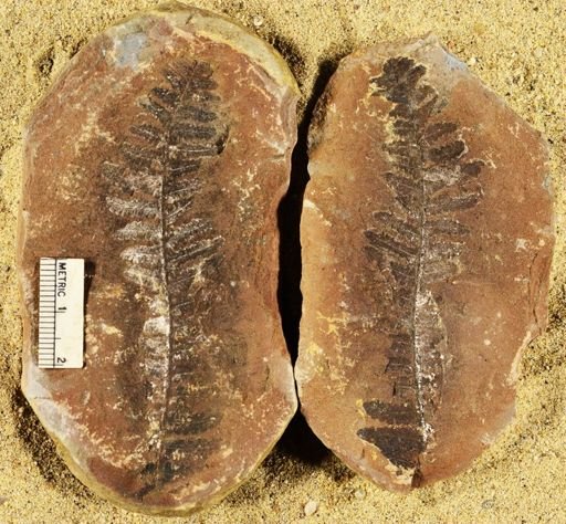 Pecopteris