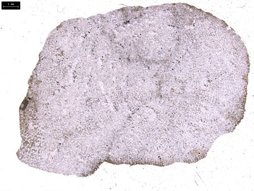 Ventriculites striatus